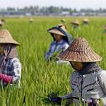 farmers in Asia